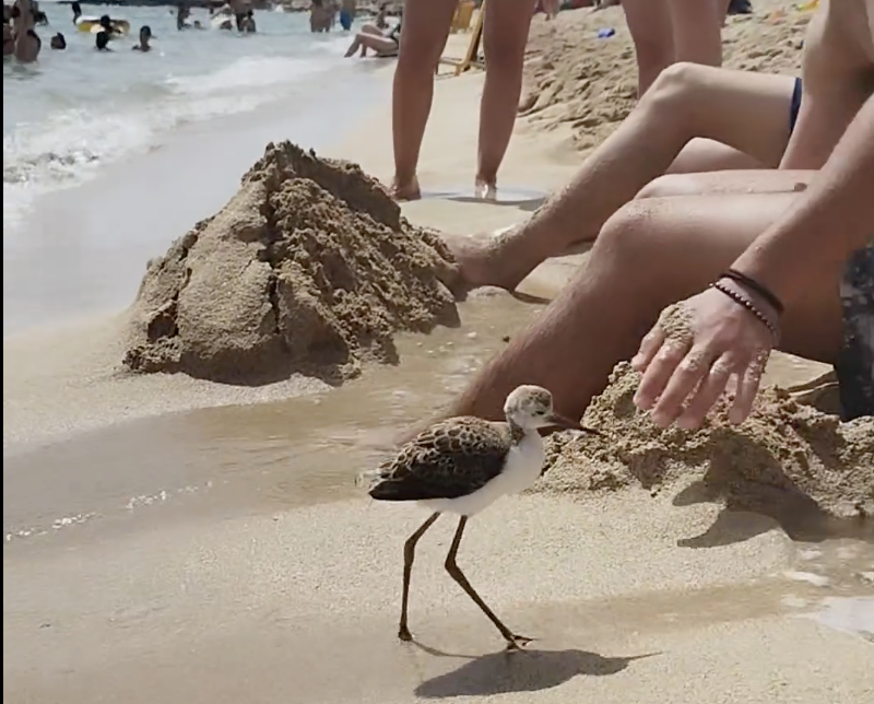 Inaspettato bagnante su una spiaggia di Manduria  IL VIDEO