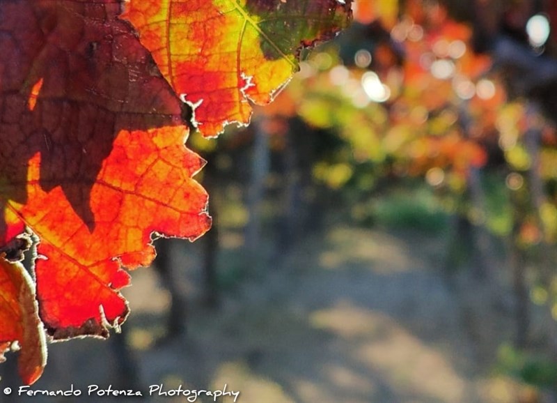 Vite d’autunno, Manduria, ottobre 2024