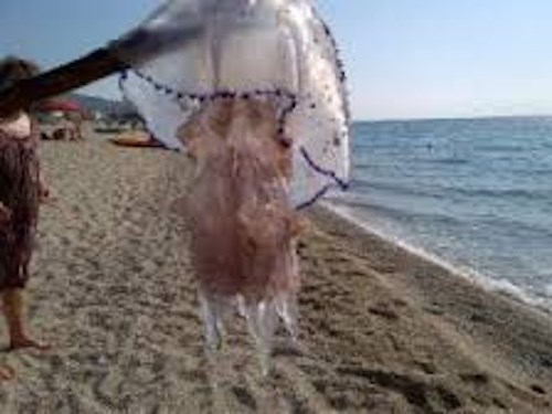 Meduse e anemoni di mare, cosa fare per difendersi 