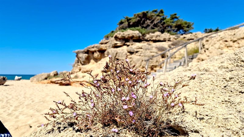 FIorellini viola sulla roccia rovente - Loacalità Marchese, marina di Manduria, agosto 2025 