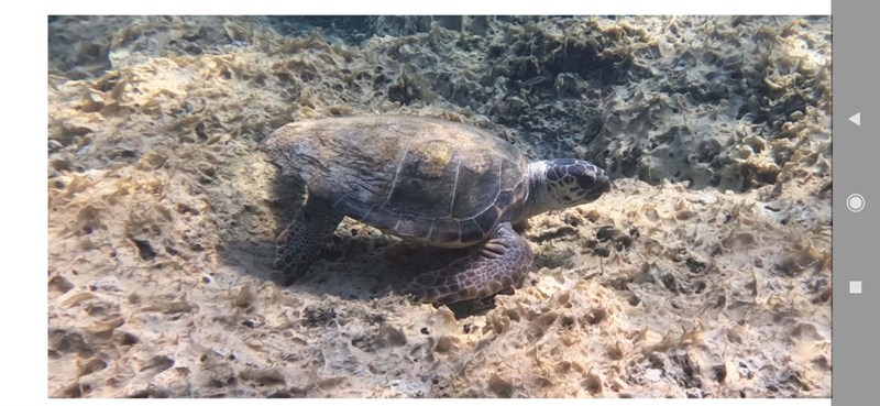 Incontri ravvicinati con una Caretta Caretta a San Pietro in Bevagna VIDEO 