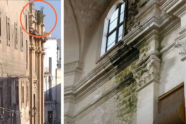 L'albero di fico non cresce sulla chiesa del Carmine ma dello Spirito Santo già preda della muffa