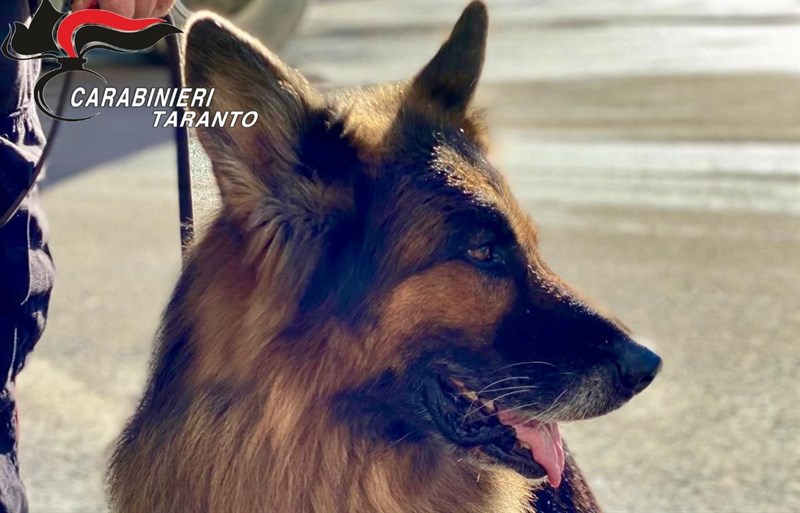 Il cane poliziotto One