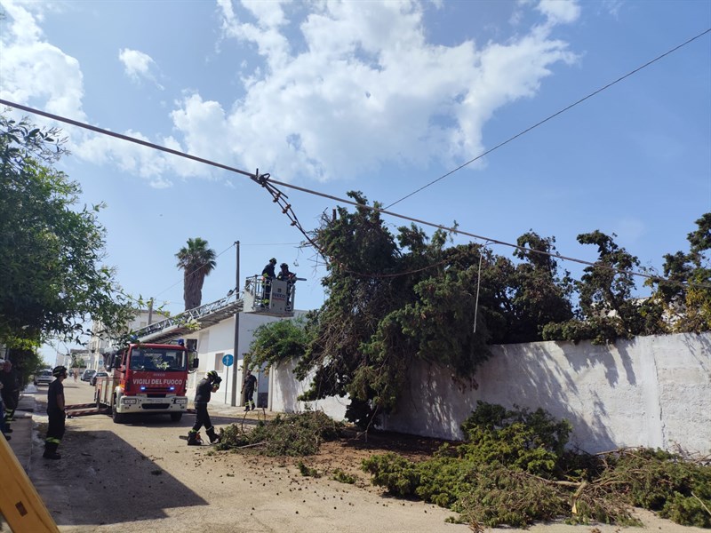 Un fulmine abbatte a Colimena due alberi e un palo della rete elettrica