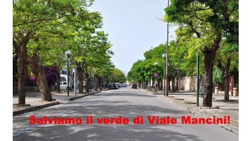 "Martedì tutti in municipio per salvare gli alberi del viale"