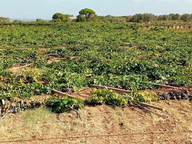 Intero vigneto raso al suolo sulla Oria-Carosino