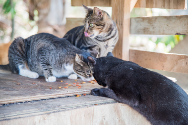 Ordinanza sui lupi, gli animalisti: “convivenza e più cura per il randagismo”