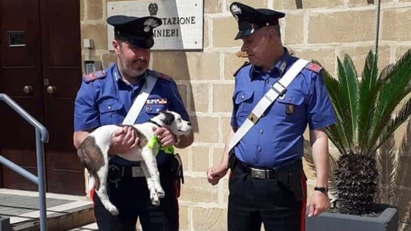 Lancia il cucciolo di cane dal finestrino dell’auto, denunciato 