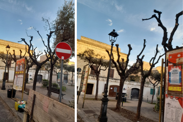 Potatura drastica del verde urbano, le critiche dei Demos: "metodo barbaro da Attila flagello di Dio"