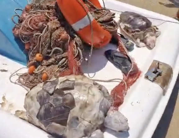 Due tartarughe marine impigliate nella rete abbandonata a Campomarino IL VIDEO