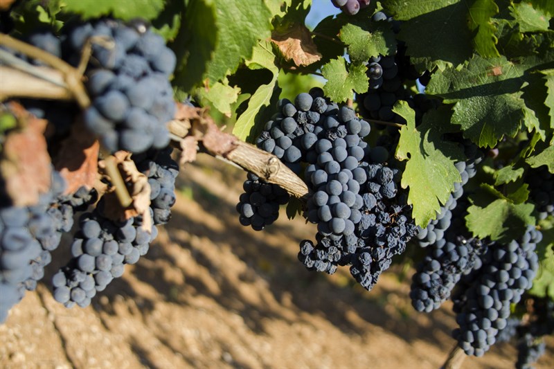 Uva di Primitivo Uva di Primitivo