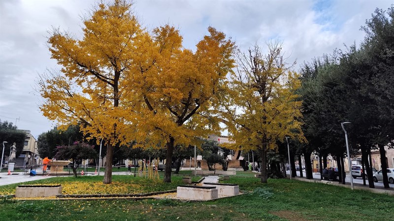 L’esperto: ginkgo biloba scelta sbagliata 