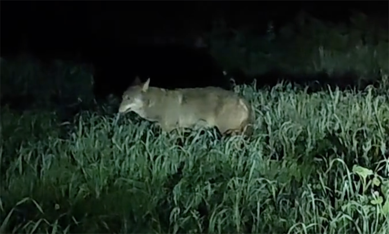 Incontro ravvicinato con un lupo a Maruggio IL VIDEO