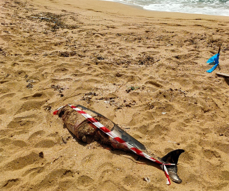 Carcassa di delfino in putrefazione sulla spiaggia della Salina 