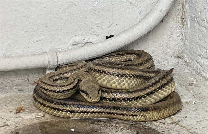 Trovarsi un grosso serpente in cucina: shock a Manduria