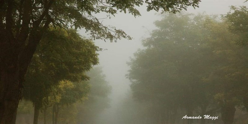 Viale Mancini, Manduria, le robinie nella nebbia