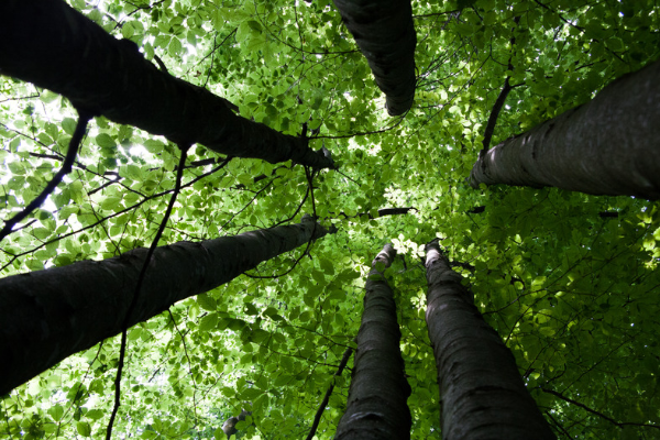 Pensando agli alberi del viale Mancini