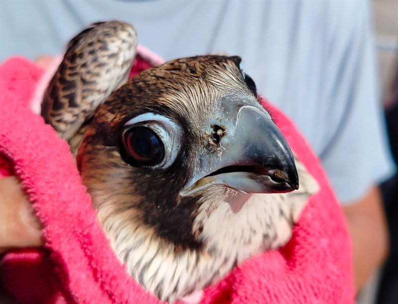 Falchetto ferito recuperato da Azzurro Ionio