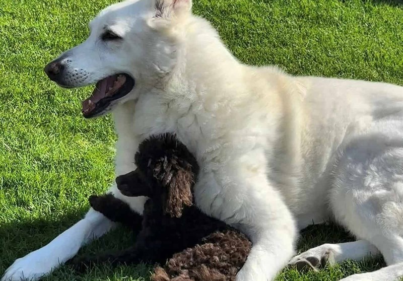 Come introdurre un barboncino toy in casa con altri cani: Guida pratica per un’integrazione armoniosa