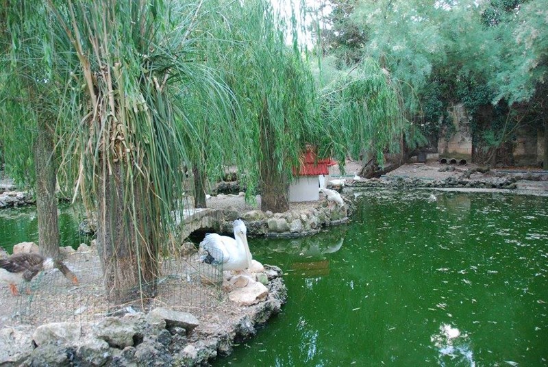 Il laghetto dei cigni dell'ex zoo di San Cosimo alla Macchia