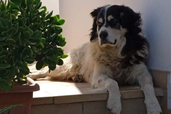 Animalisti e cittadini in rivolta per l’uccisione di Ettore, cane di quartiere