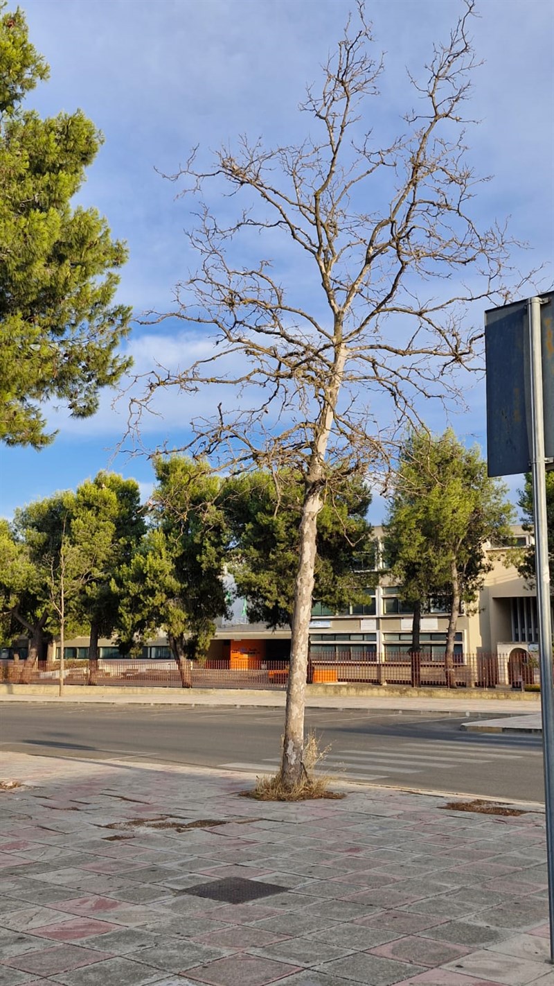 Così il verde pubblico a Manduria