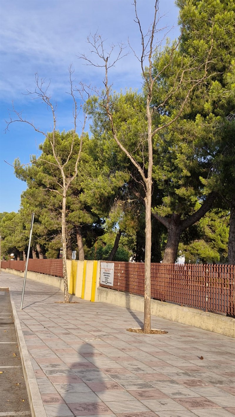 Così il verde pubblico a Manduria