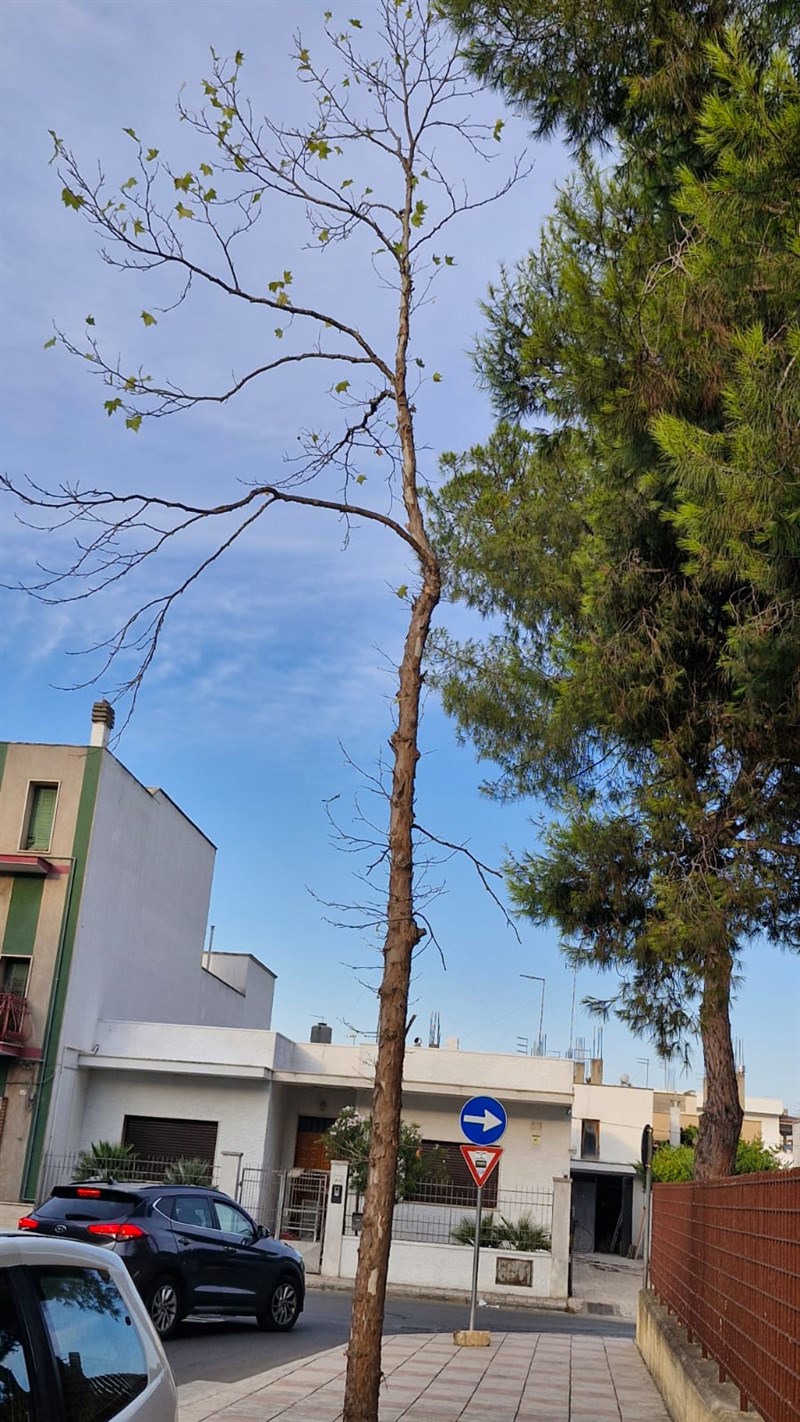 Così il verde pubblico a Manduria