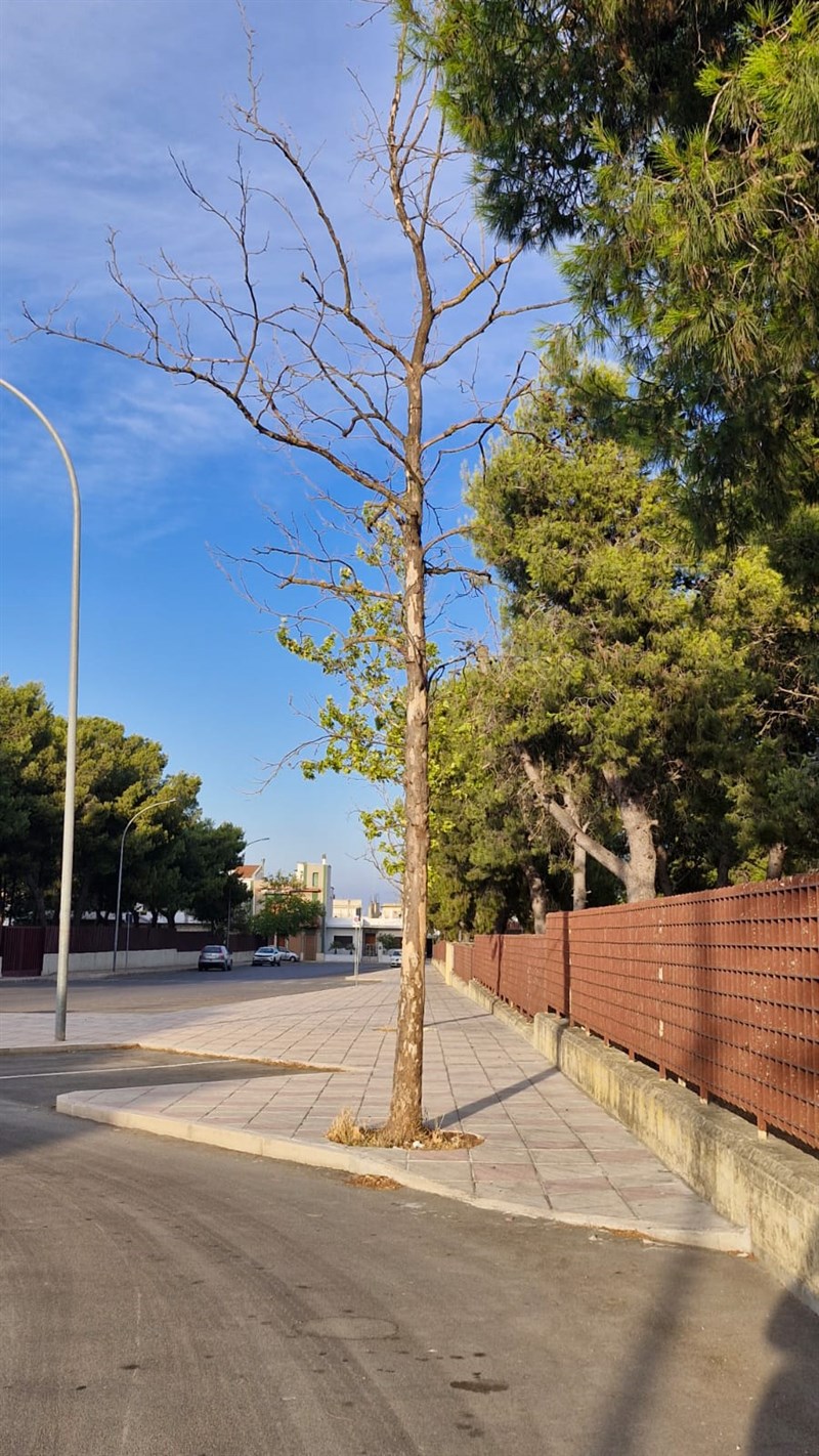 Così il verde pubblico a Manduria