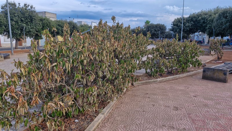 Così il verde pubblico a Manduria