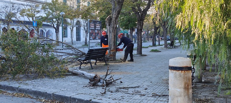 Nessuna pietà per le robinie del viale: iniziati i tagli