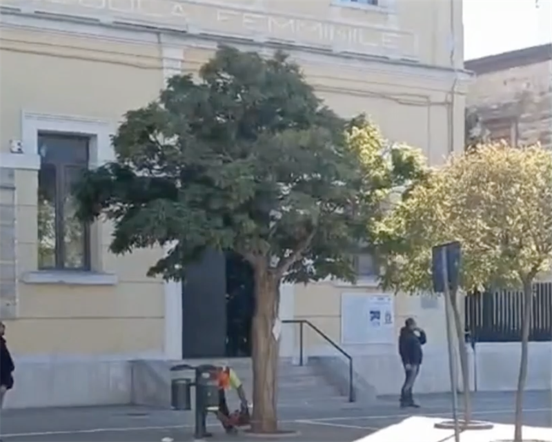 Abbattuto anche l'albero simbolo della scuola Prudenzano GAURDA IL VIDEO