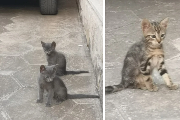 I gatti di Torre Colimena