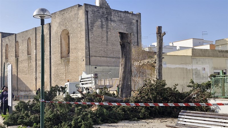 Decapitati anche i due cipressi centenari del viale