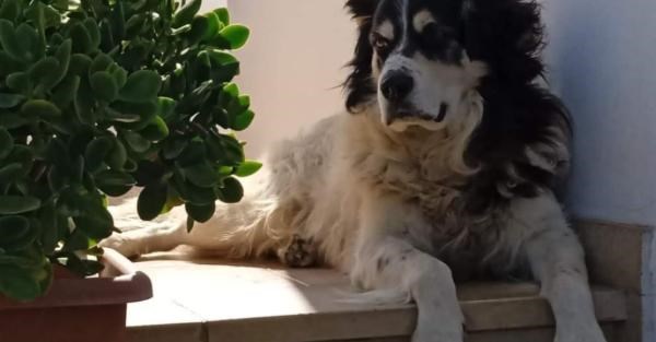 Il cane Ettore