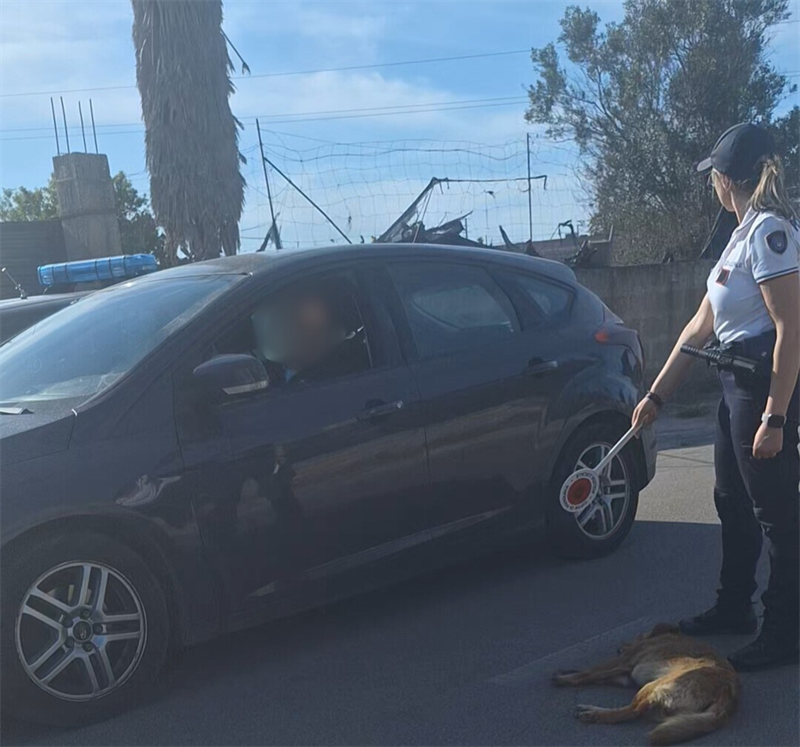 Vi racconto la brutta storia del cane investito