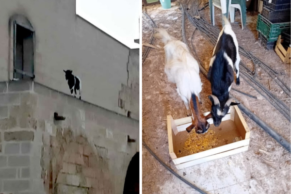 Il “giallo” delle caprette sull’abbazia si svela: parla il proprietario
