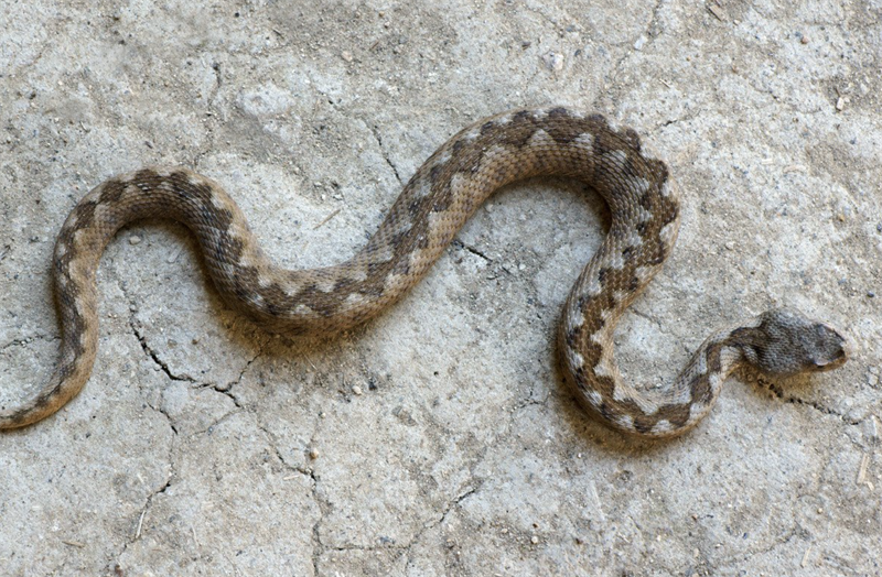 "Una vipera in cucina": donna cade e si frattura un polso