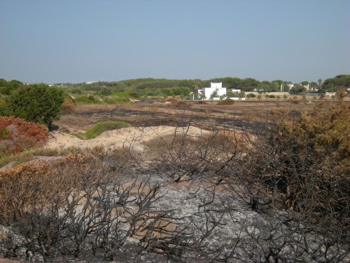 Incendio al Mirante di Campomarino, la denuncia degli ambientalisti